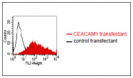 DM1201 - CD66a / CEACAM1