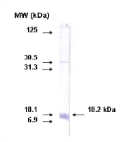 AM05374PU-N - CYP26A1