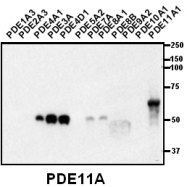 AP00662SU-N - PDE11A
