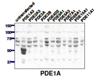 AP00651SU-N - PDE1A