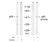 AP08002PU-N - TP53 / p53