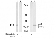 AP08004PU-N - TP53 / p53