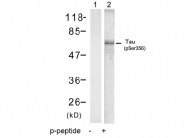 AP08005PU-S - MAPT / TAU
