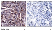 AP08012PU-S - RELA / NF-kB p65