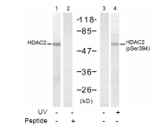 AP08014PU-N - HDAC2