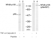 AP08022PU-S - NF-kB p105 / p50