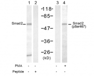 AP08025PU-N - SMAD2