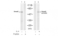 AP08026PU-N - SMAD2