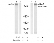 AP08032PU-N - ERBB3 / HER3