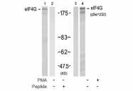 AP08034PU-S - EIF4G1 / EIF4F