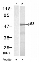 AP08046PU-S - TP53 / p53