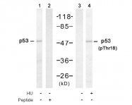 AP08047PU-N - TP53 / p53