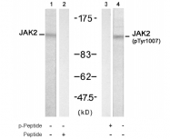 AP08050PU-S - Tyrosine-protein kinase JAK2