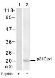 AP08053PU-N - CDKN1A / p21WAF1