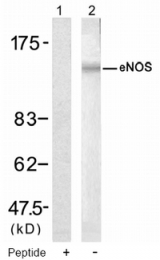 AP08055PU-N - NOS3