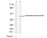 AP08057PU-N - Alpha-Synuclein / SNCA