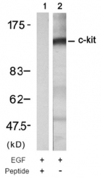 AP08062PU-S - CD117 / c-kit