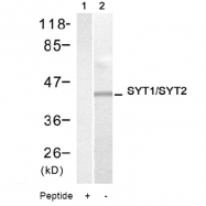 AP08066PU-S - Synaptotagmin 1/2