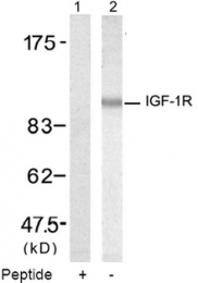 AP08068PU-S - CD221 / IGF1R
