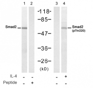 AP08073PU-N - SMAD2