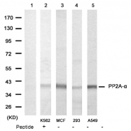 AP08081PU-N - PPP2CA