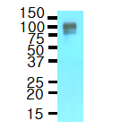 AM09000PU-N - Amyloid beta A4 protein / APP