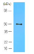 AM03124PU-N - CD196 / CCR6