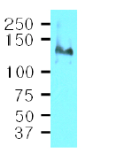 AM09002PU-N - CD29 / Integrin beta-1