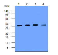 AM09003PU-N - Cathepsin D