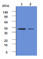 AM01037PU-N - Caspase-2