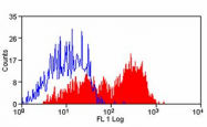 AM05902FC-N - CD169 / SIGLEC1