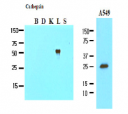 AM09006PU-N - Cathepsin L1