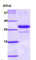 AR09000PU-N - Adiponectin
