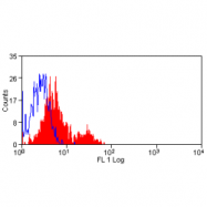 AM05639FC-N - CD56