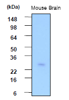AM09015PU-N - Phosphoserine phosphatase
