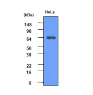 AM09017PU-N - Heat shock protein 70 / HSP70