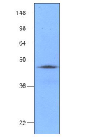 AM05642PU-N - DNAJB1 / HSP40