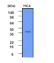 AM09025PU-N - Casein kinase II subunit alpha
