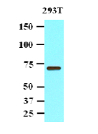 AM09028PU-N - Protein phosphatase 1G / PPM1G