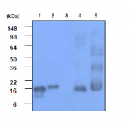 AM09033PU-N - Alpha-Synuclein / SNCA