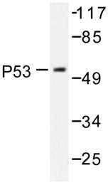 AP06550PU-N - TP53 / p53