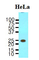 AM09043PU-N - 14-3-3 protein beta/alpha
