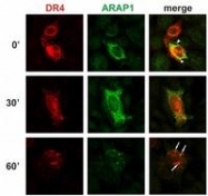 AM03037PU-N - ARAP1 / CENTD2