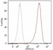 SM3078F - CD105 / Endoglin