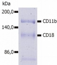 SM3007AS - CD11b
