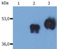SM3009P - CD14