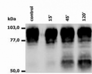 BM4031S - CD18 / ITGB2