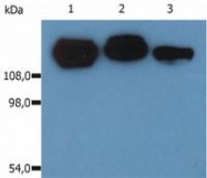 SM3016P - CD29 / Integrin beta-1