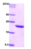 AR09009PU-L - CIB1