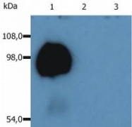 SM3023P - CD43 / Leukosialin